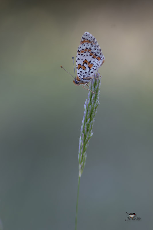 Papillon sur un brin d'herbe.