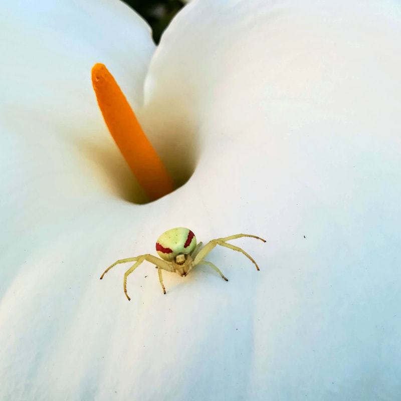 Photo d'araignée sur une fleur d’Arum.
